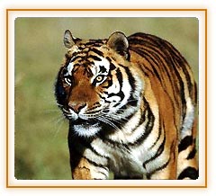 Tiger, Kanha Tourism