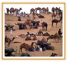 Pushkar Fair, Pushkar Tourism