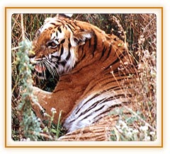 Tiger, Corbett National Park